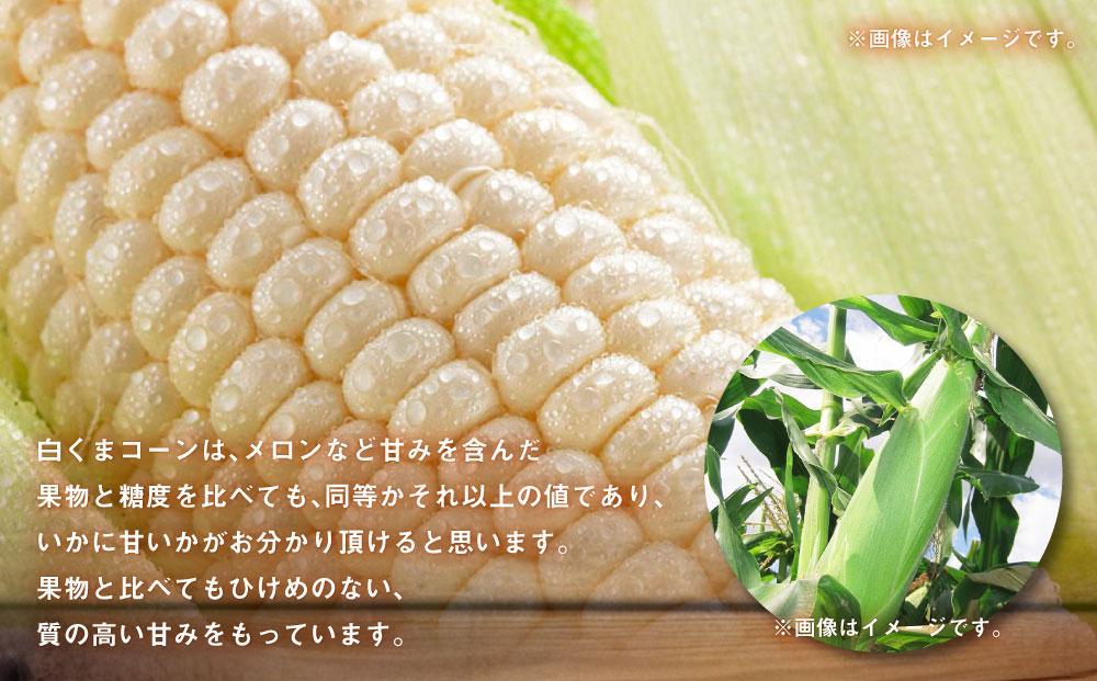 【26年発送先行予約】あさひやま動物園しろくまコーン 8本（約3.2kg）2026年8月下旬から発送開始予定 【 とうもろこし 人気 北海道 糖度 野菜 白いとうもろこし 白いスイートコーン 産地直送 ホワイトレディ コーン 玉蜀黍 旬 お取り寄せ 旭川市 北海道 】　_03811