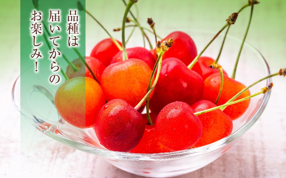 【先行予約】農家直送！ 品種お任せ  Lサイズ バラ詰め1kg（500g×2パック）（2026年6月末から発送開始予定）水澤果樹園 【 さくらんぼ サクランボ 果物 くだもの フルーツ デザート 旬 お取り寄せ 甘い 北海道産 人気 ランキング 北海道 旭川市 産地直送 】_01179