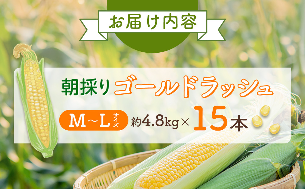 【26年先行予約】朝採り とうもろこし ゴールドラッシュ 約4.8kg (M～Lサイズ×15本)(2026年8月中旬発送予定) 【 人気 北海道産 糖度 生 野菜 スイートコーン 産地直送 バーベキュー BBQ コーン 旬 お取り寄せ 旭川市 北海道 】_03903