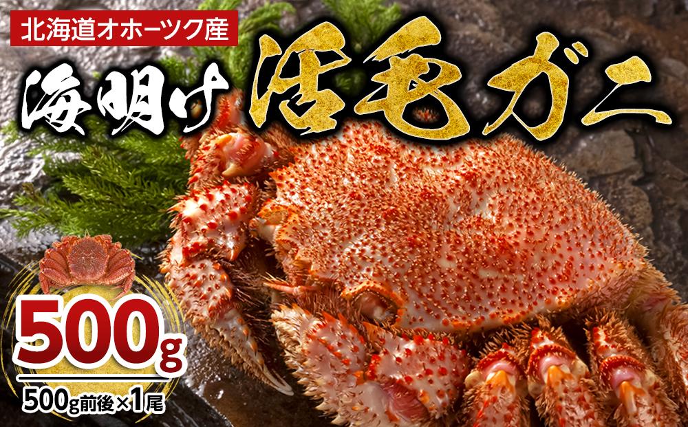 【着日指定可】北海道オホーツク産海明け活毛ガニ ボイル (チルド 冷蔵配送)　500g前後　1尾_03499