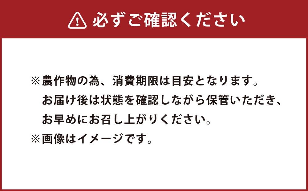 【先行予約】人気のとうもろこしコラボセット!　ピュアホワイト5本×ゴールドラッシュ5本（2025年8月下旬より発送予定）【 白いとうもろこし 人気 北海道産 糖度 生 野菜 スイートコーン 産地直送 バーベキュー BBQ コーン 旬 お取り寄せ 旭川市 北海道 送料無料 】_03648