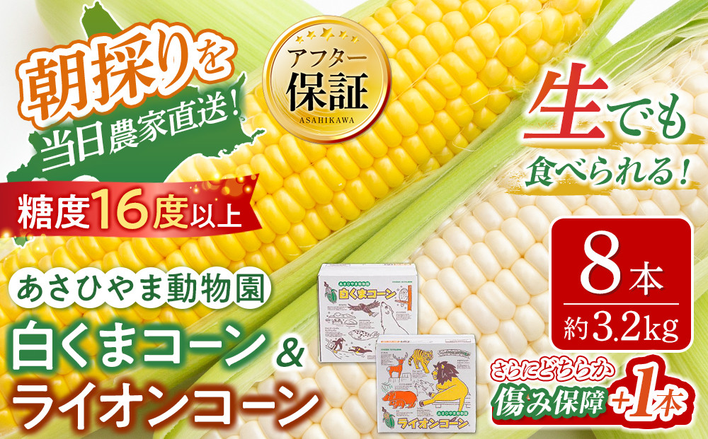 【26年発送先行予約】旭山動物園　白くまコーン4本　ライオンコーン4本　MIX　合計8本（2026年8月中旬から発送開始予定）【 とうもろこし 人気 北海道 糖度 野菜 白いとうもろこし 白いスイートコーン 産地直送 ホワイトレディ ゴールドラッシュ コーン 玉蜀黍 旬 お取り寄せ 旭川市 北海道 】_03815