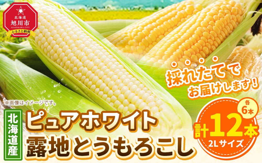 【先行予約】北海道産ピュアホワイト・露地とうもろこし　計12本 2025年8月下旬から発送開始予定 【 白いとうもろこし 人気 北海道産 糖度 生 野菜 スイートコーン 産地直送 バーベキュー BBQ コーン 旬 お取り寄せ 旭川市 北海道 送料無料 】_00113