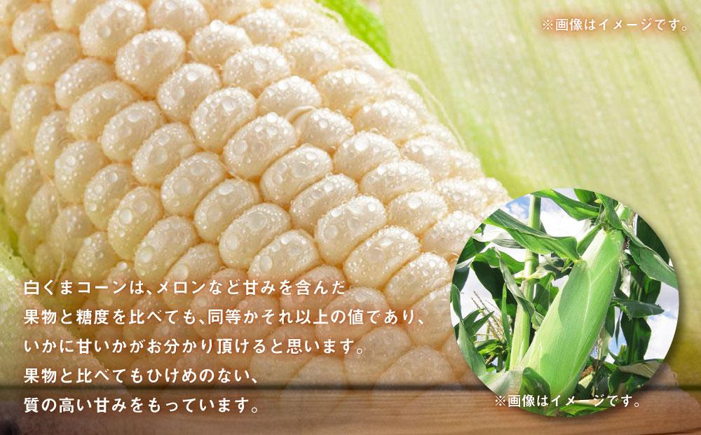 【26年発送先行予約】あさひやま動物園しろくまコーン 10本（約4kg）2026年8月下旬から発送開始予定 【 とうもろこし 人気 北海道 糖度 野菜 白いとうもろこし 白いスイートコーン 産地直送 ホワイトレディ コーン 玉蜀黍 旬 お取り寄せ 旭川市 北海道 】_00308