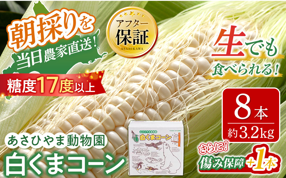 【26年発送先行予約】あさひやま動物園しろくまコーン 8本（約3.2kg）2026年8月下旬から発送開始予定 【 とうもろこし 人気 北海道 糖度 野菜 白いとうもろこし 白いスイートコーン 産地直送 ホワイトレディ コーン 玉蜀黍 旬 お取り寄せ 旭川市 北海道 】　_03811