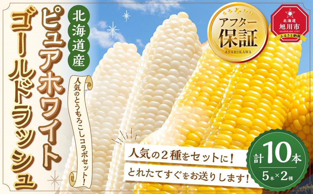 【2026年先行予約】とうもろこしコラボセット!　ピュアホワイト5本×ゴールドラッシュ5本（2026年8月下旬から発送開始予定）【 白いとうもろこし 人気 北海道産 糖度 生 野菜 スイートコーン 産地直送 バーベキュー BBQ コーン 旬 お取り寄せ 旭川市 北海道 】_03648