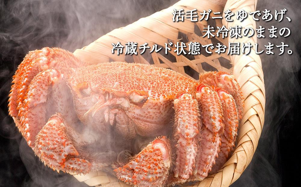 【先行予約】北海道オホーツク産海明け活毛ガニ　ボイル未冷凍配送(チルド 冷蔵配送)　600g前後　1尾（2026年3月下旬から発送予定）_05668