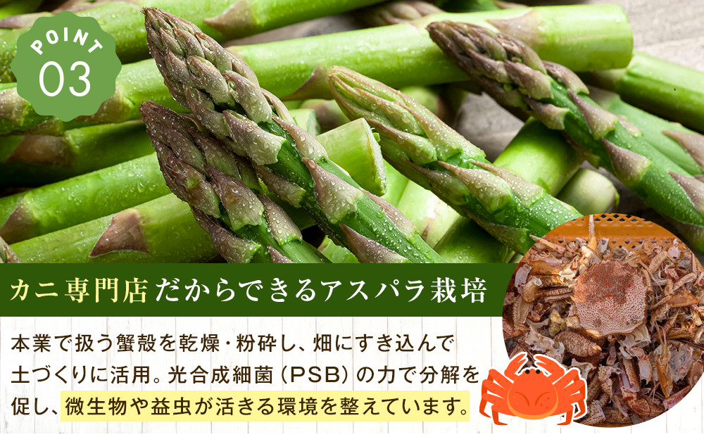【2026年先行予約】朝採りアスパラ Lサイズ 1kg（500g×2）鮮度保持パック入り 旭川近郊産 露地物(5月中旬発送開始予定) 【 アスパラ アスパラガス 朝採り とれたて 野菜 旬 小分け 保存 産直 産地直送 お取り寄せ 旭川市 北海道 】_01590