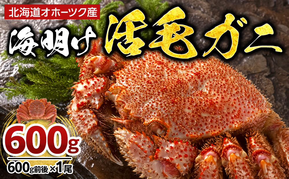 【着日指定可】北海道オホーツク産海明け活毛ガニ　ボイル未冷凍配送(チルド 冷蔵配送)　600g前後　1尾 _05668
