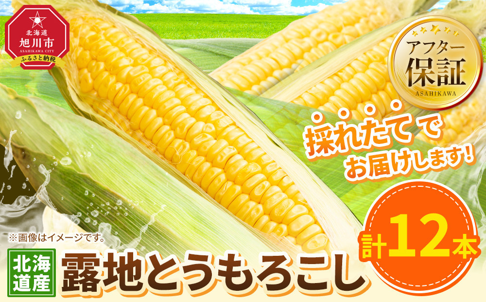 【26年先行予約】露地とうもろこし　合計12本　2026年8月中旬から発送開始予定 【とうもろこし 人気 北海道産 糖度 生 野菜 スイートコーン 産地直送 バーベキュー BBQ コーン 旬 お取り寄せ 旭川市 北海道 】_04755