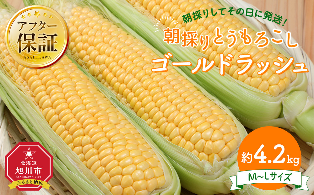 【26年先行予約】朝採り　とうもろこし　ゴールドラッシュ　約4.2kg（M～Lサイズ× 13本）（2026年8月中旬から順次発送予定）【 人気 北海道産 糖度 生 野菜 スイートコーン 産地直送 バーベキュー BBQ コーン 旬 お取り寄せ 旭川市 北海道 】_04658