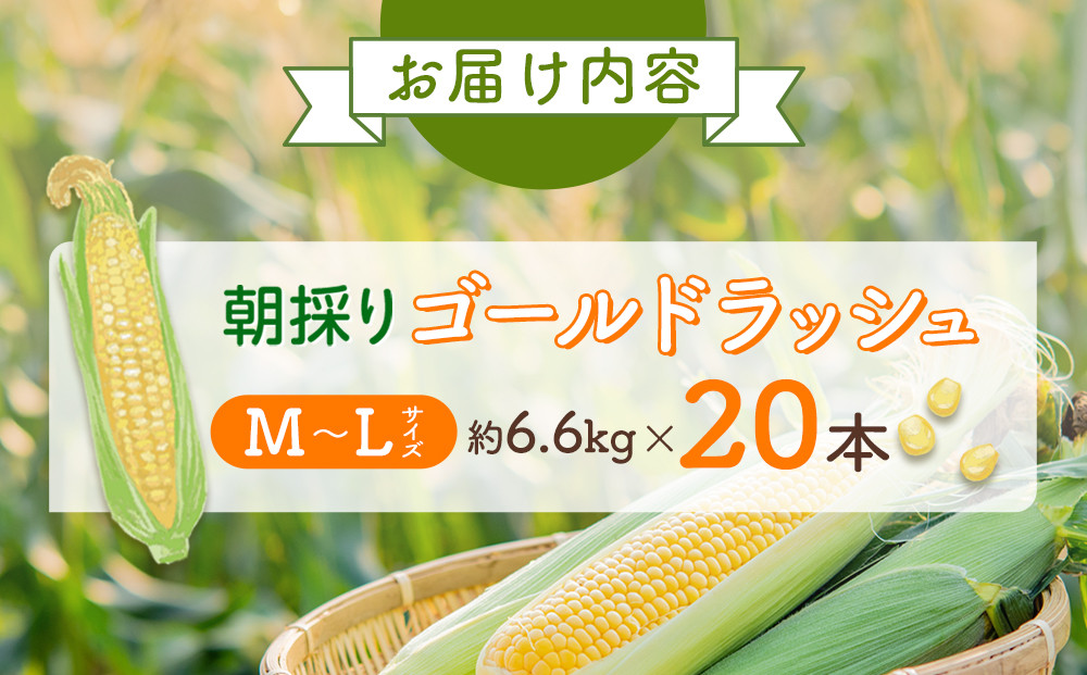 ã26幎å
è¡äºçŽãææ¡ã ãšããããã ãŽãŒã«ãã©ãã·ã¥ çŽ6.6kg (MïœLãµã€ãºÃ20æ¬)(2026幎8æäžæ¬çºéäºå®) ã äººæ° åæµ·éç£ ç³åºŠ ç éè ã¹ã€ãŒãã³ãŒã³ ç£å°çŽé ããŒããã¥ãŒ BBQ ã³ãŒã³ æ¬ ãåãå¯ã æå·åž åæµ·é ã_01708
