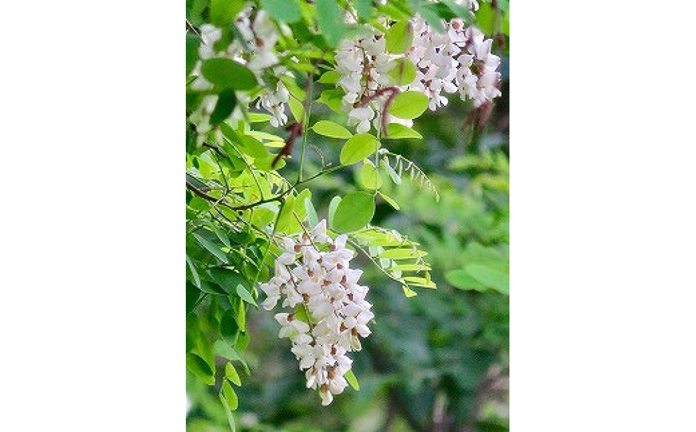 【スティック蜂蜜】アカシア 2.5g×50本入【 ハチミツ はちみつ ハニー 防災グッズ 常温 保存 備蓄 防災食 非常食 保存食 北海道 旭川市 】_05350