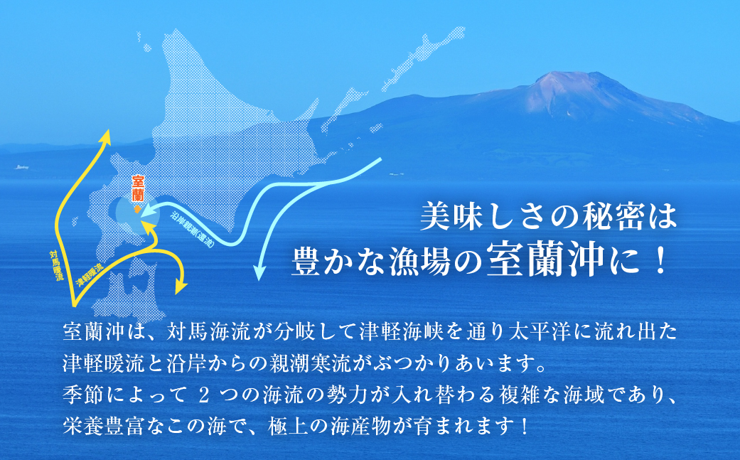 北海道室蘭産 天然活蝦夷あわび 10個入（1個100g～120g前後）2026年11月下旬頃～2027年1月下旬頃順次発送 MROH007