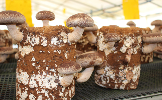 ä¹Ÿç¥æ€èžïŒã©ããïŒ110gÃ2ç®± MROBD001