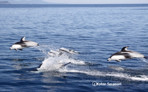 室蘭 イルカウォッチングチケット 大人2名様 MROX004