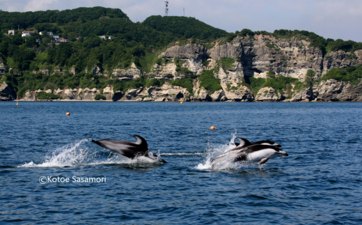 室蘭 イルカウォッチングチケット 大人1名様 MROX003