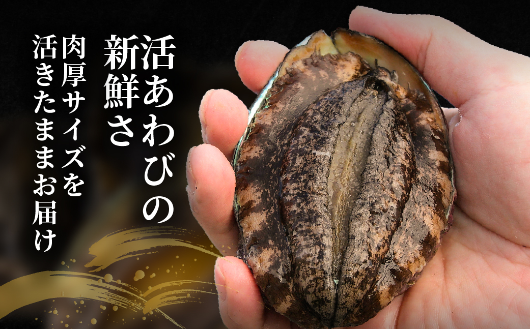 北海道室蘭産 天然活蝦夷あわび 5個入（1個100g～120g前後）2026年11月下旬頃～2027年1月下旬頃順次発送 MROH006