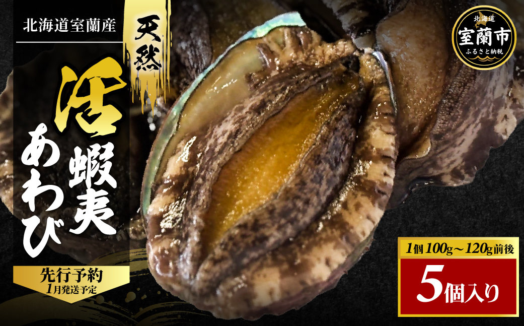 北海道室蘭産 天然活蝦夷あわび 5個入（1個100g〜120g前後）（2026年1月中旬頃お届け） MROH006