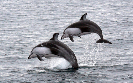 室蘭 イルカウォッチングチケット 大人1名様 MROX003