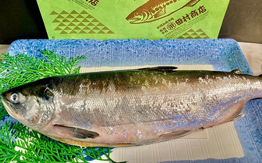 旨味抜群！！甘塩紅鮭1尾 切り身 ふるさと納税 魚 鮭 紅鮭 サケ さけ 海産 北海道 定期便 6か月連続 6回 F4F-5378