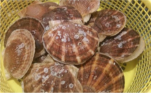 【北海道から直送!!】殻付活ホタテ貝（6.0kg詰）16～30枚入 ふるさと納税 ほたて F5F-0120