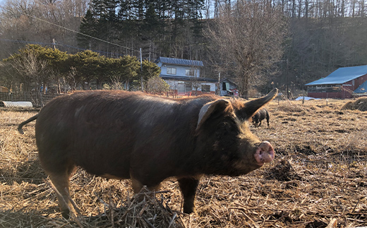 【放牧豚】ロースかたまり 1.5kg以上 肉 豚肉 ロース ブロック肉 北海道 ポークチャップ F4F-2232