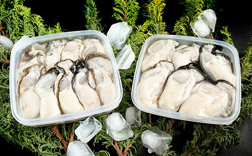 鮮度抜群！釧路管内産濃厚むき牡蠣（生食用）200g×1、300g×1 ふるさと納税 かき 牡蠣