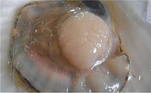 【北海道から直送!!】殻付活ホタテ貝（6.0kg詰）16～30枚入 ふるさと納税 ほたて F5F-0120