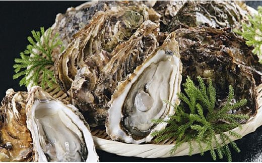 【期間限定！寄附額改定↓！】【ぷりっぷりで濃厚！】釧路管内産【活】牡蠣（小）12個 ふるさと納税 牡蠣 F4F-8911