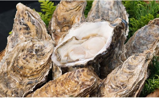 【期間限定！寄附額改定↓！】【ぷりっぷりで濃厚！】釧路管内産【活】牡蠣（小）12個 ふるさと納税 牡蠣 F4F-8911