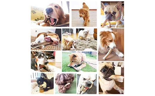 エゾ鹿の角ガム 12cm 小型犬用 北海道産 国産 無添加 犬用ガム 天然鹿角 長持ち デンタルケア ペット おやつ F5F-0058