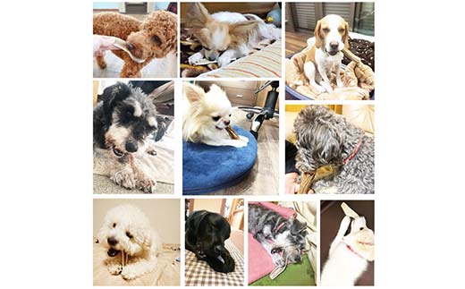 エゾ鹿の角ガム 17cm 中型犬用 四つ割り 4個 北海道産 国産 無添加 犬用ガム 天然鹿角 長持ち デンタルケア ペット おやつ F5F-0071