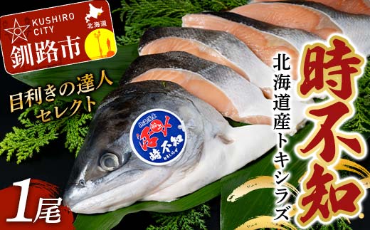 【目利きの達人セレクト】天然 時不知 （トキシラズ） 白鮭 1尾 希少 初夏の鮭 脂のり抜群 時鮭 鮭 海鮮 魚 鮮魚 さけ サケ しゃけ シャケ 時不知 ときしらず 北海道 釧路市 F5F-0073