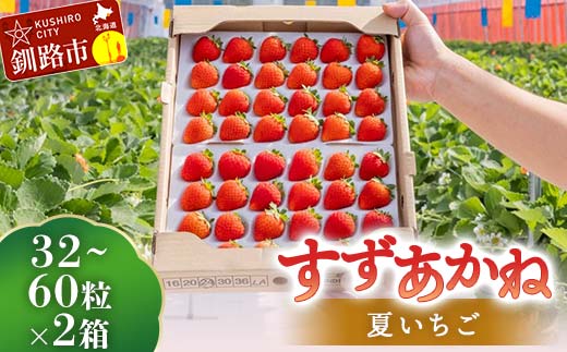 2026年先行予約 北海道産いちご すずあかね 32～60粒×2箱 【2026年6月末から順次発送】 夏いちご イチゴ 苺 フルーツ 果物 ジャム スイーツ 贈答用 ギフト 国産 北海道 釧路市 いちご F5F-0092