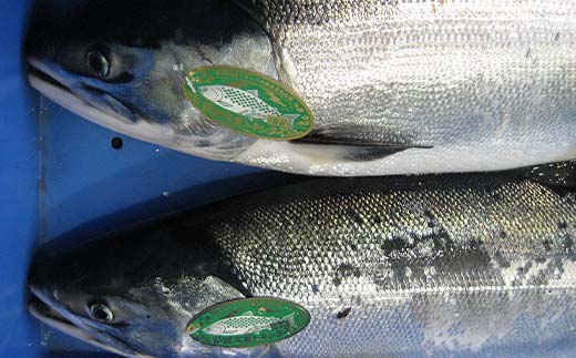 【期間限定！寄附額改定↓！】トキシラズ 約4kg 鮭 サケ 魚 トキシラズ 生鮮 北海道 釧路市 F5F-0111