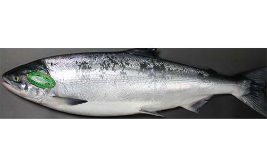 【期間限定！寄附額改定↓！】トキシラズ 約4kg 鮭 サケ 魚 トキシラズ 生鮮 北海道 釧路市 F5F-0111