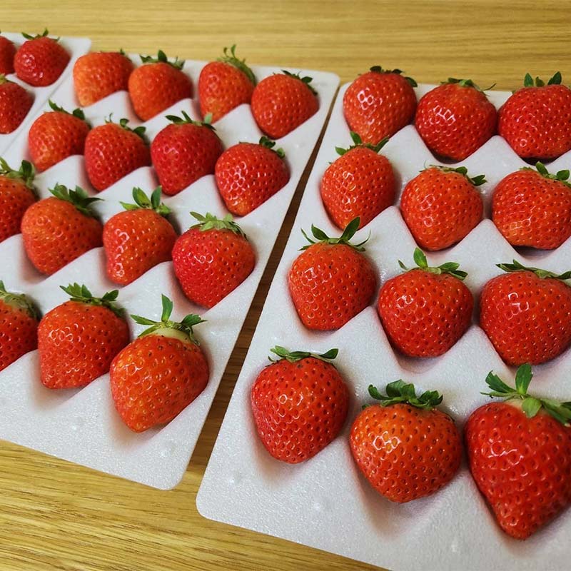 å
è¡äºçŽ!ã2026幎6ææ«ããé æ¬¡çºéãããããã 32ïœ60ç²Ã1ç®± å€ãã¡ã èŽççš ã€ã㎠å€ã€ã㎠æç© èº ãã¡ã å€ ã¹ã£ãŒã ã±ãŒã ãã«ãŒã åæµ·é F5F-0095