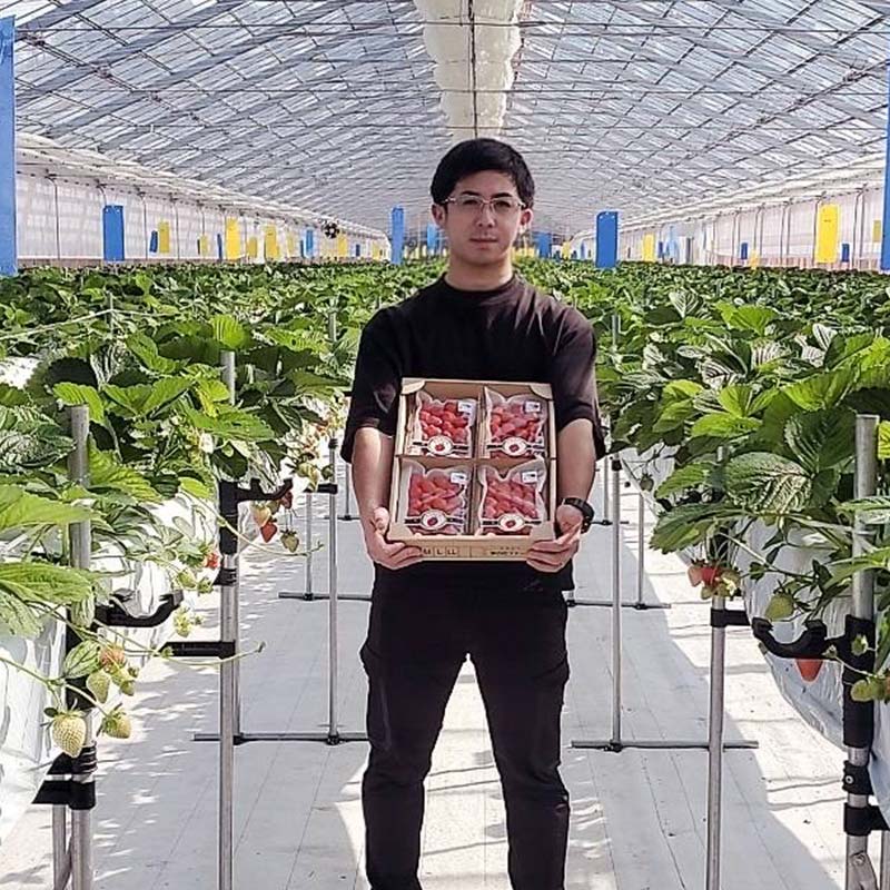 【期間限定！寄附額改定↓！】＜無地熨斗あり＞ 2026年先行予約 北海道産いちご すずあかね 32～60粒×2箱 【2026年6月末から順次発送】 夏いちご イチゴ 苺 フルーツ 果物 ジャム スイーツ 贈答用 ギフト 国産 北海道 釧路市 いちご F5F-0107