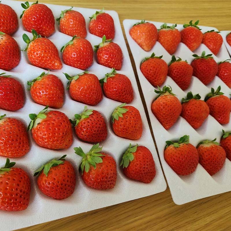 ãæééå®ïŒå¯é顿¹å®âïŒãïŒç¡å°çšæããïŒ 2026幎å
è¡äºçŽ åæµ·éç£ãã¡ã ããããã 32ïœ60ç²Ã3ç®±ã2026幎 6ææ« ããé æ¬¡çºéã å€ãã¡ã ã€ããŽ èº ãã«ãŒã æç© ãžã£ã ã¹ã€ãŒã èŽççš ã®ãã åœç£ åæµ·é é§è·¯åž F5F-0108