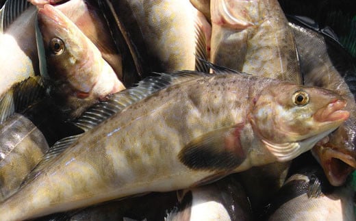 釧路産・開き真ホッケ5枚 魚 魚介 海産物 干物 おかず 肴 ふるさと納税 ほっけ F4F-8606