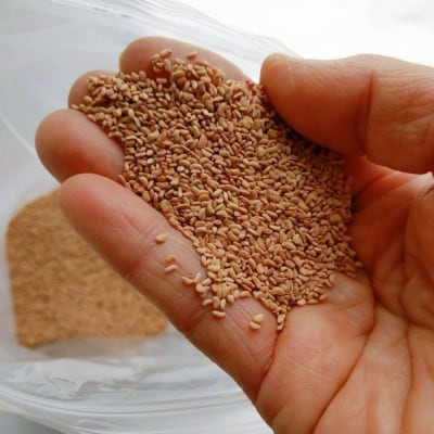 ãåžå°!åœç£ã©ãºããªãŒã·ãŒããã©ãºããªãŒã·ãŒããªã€ã« ã¹ãã€ãä»ã é®å
ç¶å
¥50mlÃ5æ¬ã1679640ã