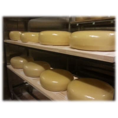 ゴールデンジャージー　長期熟成ストロングゴーダ　500g【配送不可地域：離島】【1601122】