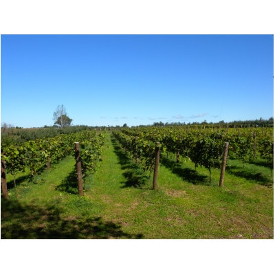 あいざわ農園　山幸ぶどうジュース【配送不可地域：離島】【1459097】