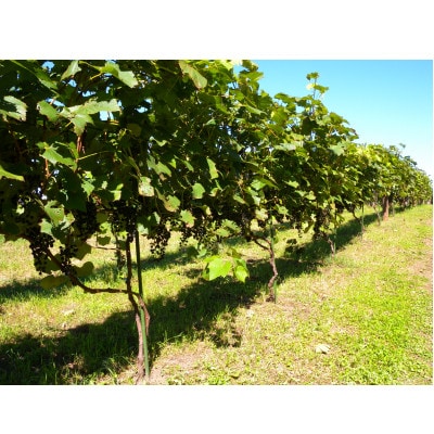 çžæŸ€ã¯ã€ããªãŒ éŸä¹ä»2024 (èµ€ã¯ã€ã³)ãé
éäžå¯å°åïŒé¢å³¶ãã1664502ã