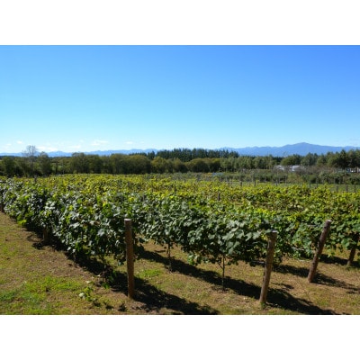 相澤ワイナリー さちろぜ2024(ロゼワイン)【配送不可地域：離島】【1668933】