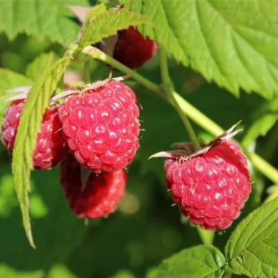 ãåžå°!åœç£ã©ãºããªãŒã·ãŒããã©ãºããªãŒã·ãŒããªã€ã« ã¹ãã€ãä»ã é®å
ç¶å
¥10mlÃ3æ¬ã1679633ã