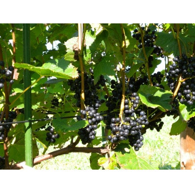 相澤ワイナリー さちろぜ2024(ロゼワイン)【配送不可地域：離島】【1668933】