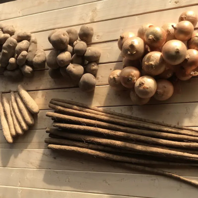 冬の味覚野菜5種セット A 計約12kg 北海道十勝帯広産【配送不可地域：離島】【1497189】