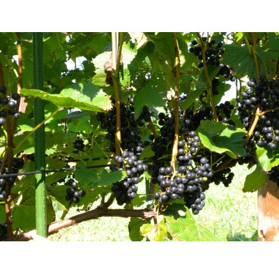 çžæŸ€ã¯ã€ããªãŒ éŸä¹ä»2024 (èµ€ã¯ã€ã³)ãé
éäžå¯å°åïŒé¢å³¶ãã1664502ã